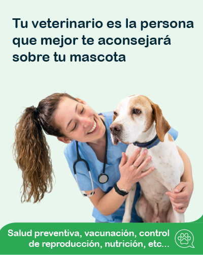 Veterinario revisando a un perro - Tu Veterinario