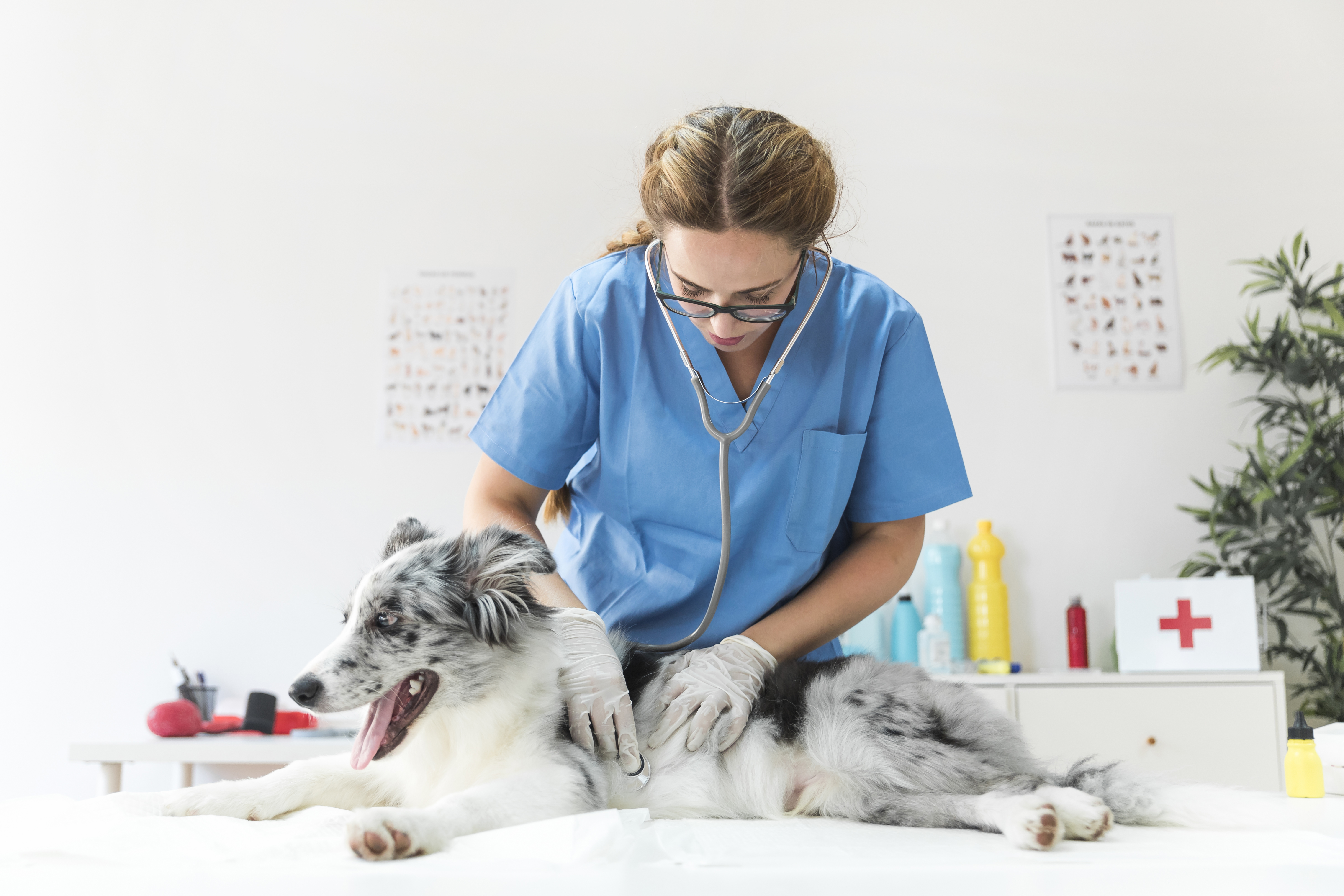 Veterinario revisando a un perro - Tu Veterinario